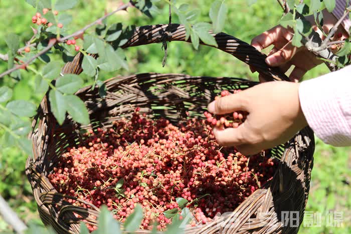 ag九游会：一线见闻·基层丨太行山巅“一枝花”(图4)