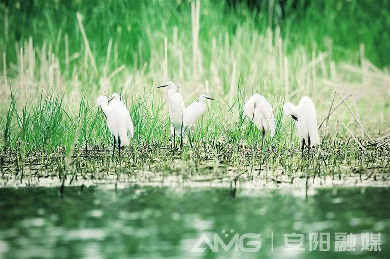 推动二十大精神落地生根丨汤河湿地 风景如画“im电竞”(图1)