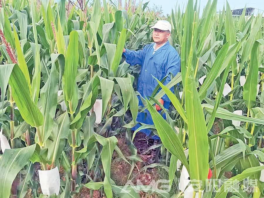 内黄县培育高产优质玉米新品种‘泛亚电竞官网’(图1)